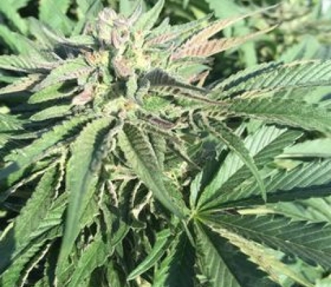 How Recreational Cannabis Sales Work in Dayton