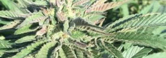 How Recreational Cannabis Sales Work in Dayton