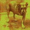 Alice in Chains Album Covers