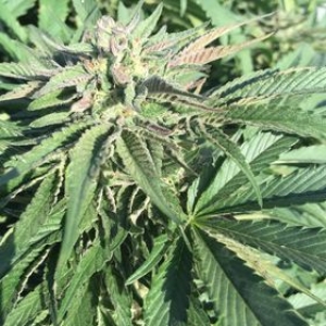How Recreational Cannabis Sales Work in Dayton